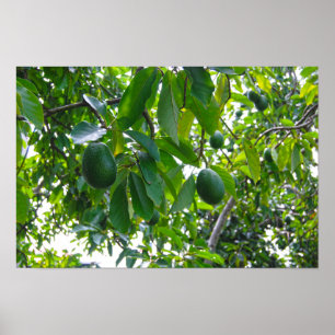 Póster Aguacate en una huerta en la isla de Hawaii