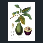 Póster Aguacate (Persea americana)<br><div class="desc">Aguacate (Persea americana) de Pierre-Joseph Redouté (1759-1840). Esta imagen (u otro archivo multimedia) es de dominio público porque sus derechos de autor han caducado.</div>