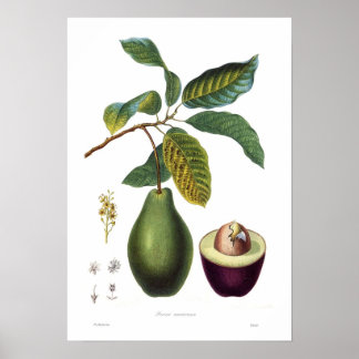 Póster Aguacate (Persea americana)