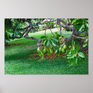 Póster Aguacates colgantes a lo lejos, isla de Hawai