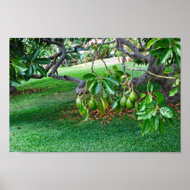 Póster Aguacates colgantes a lo lejos, isla de Hawai (Frente)