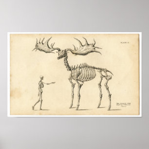 Póster Aguafuerte zoológica clásica - alces y ser human