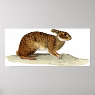 Póster Aguafuerte zoológica clásica - conejo