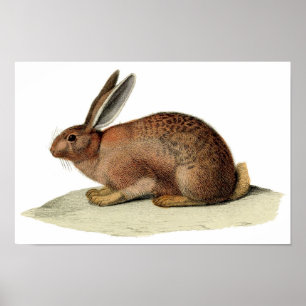 Póster Aguafuerte zoológica clásica - conejo