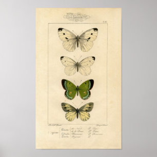 Póster Aguafuerte zoológica clásica - mariposas