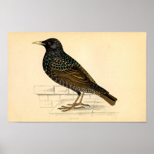 Póster Aguafuerte zoológica clásica - Starling