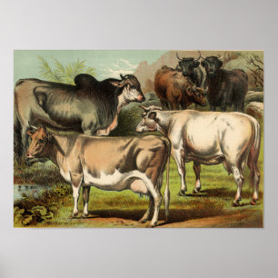 Póster Aguafuerte zoológica clásica - vacas