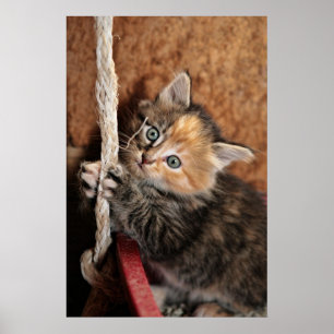 Póster ¡Aguanta, Kitty!