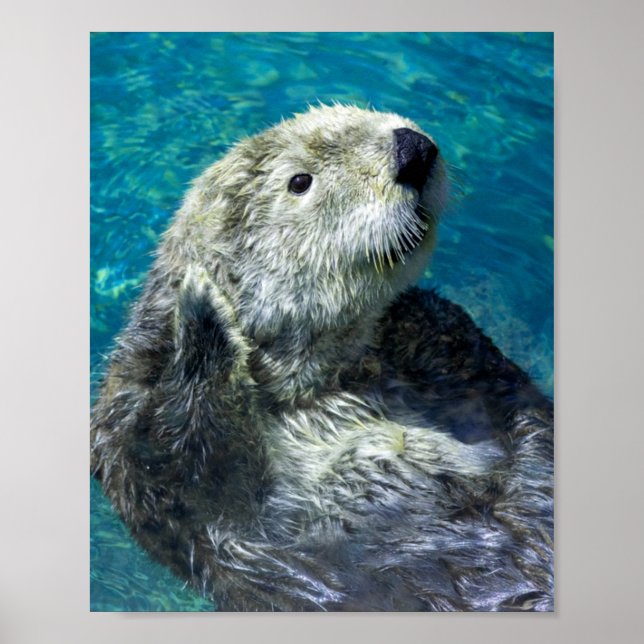 Póster Aguas azules adorables con aletas de mar (Frente)