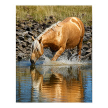 Aguas Palomino
