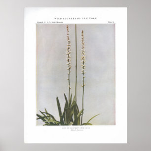 Póster Ague o Colicroot; Star Grass - Aletris farinosa
