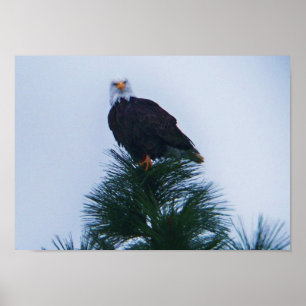 Póster Águila