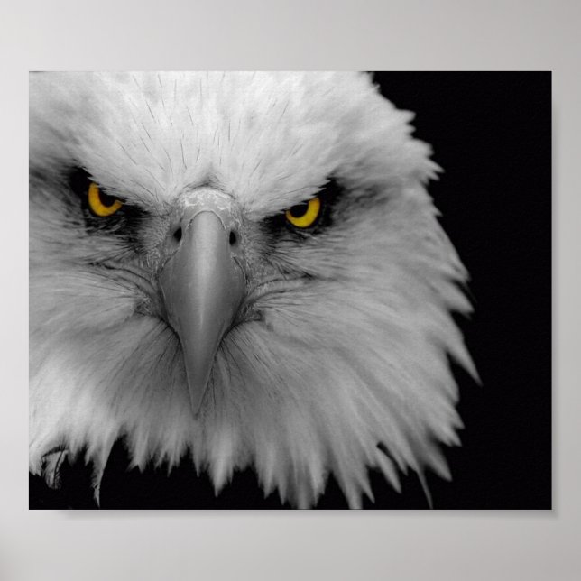 Póster águila (Frente)