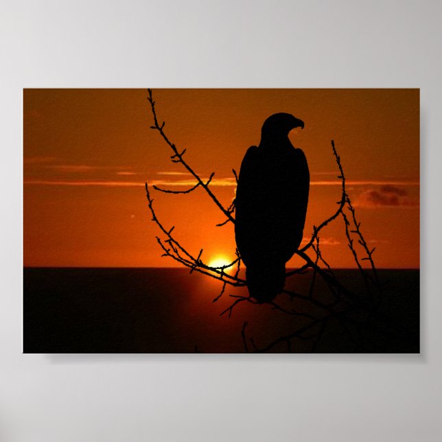 Póster Águila (Frente)