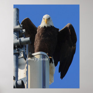 Póster Águila