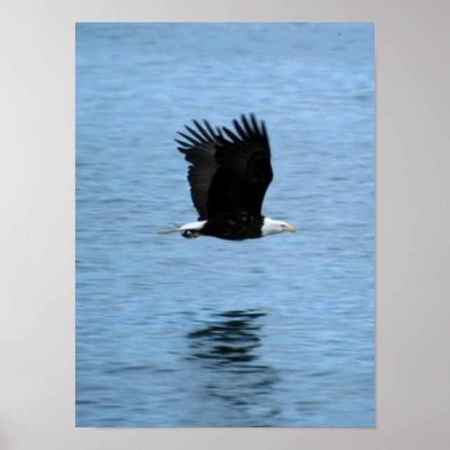Póster Águila (Frente)