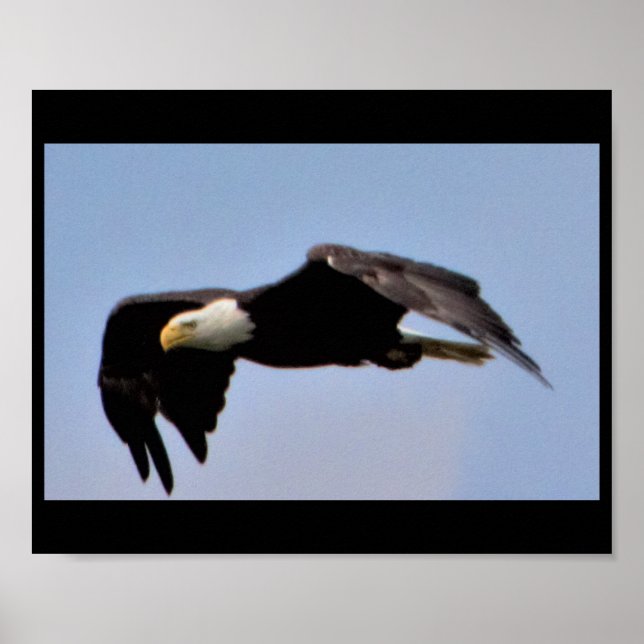 Póster Águila (Frente)