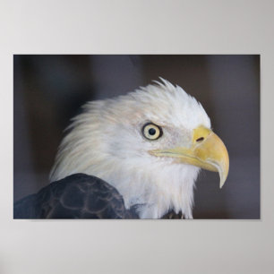 Póster Águila