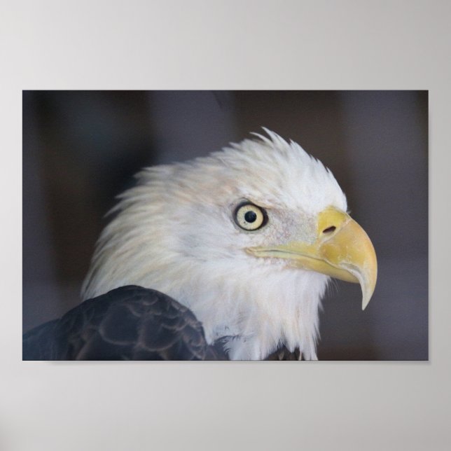 Póster Águila (Frente)