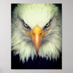 Póster Águila