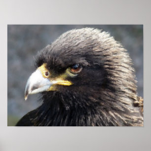 PÓSTER ÁGUILA