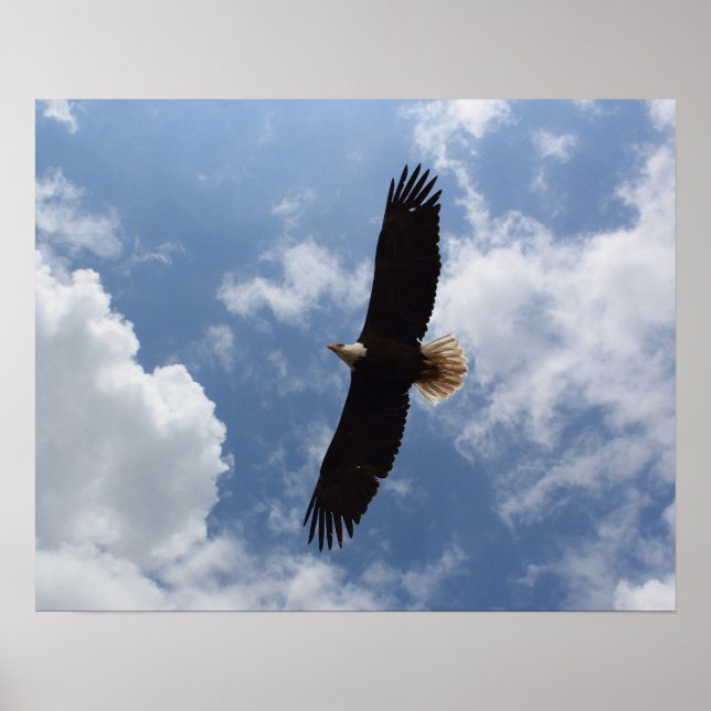 Póster Águila 2025 (Frente)