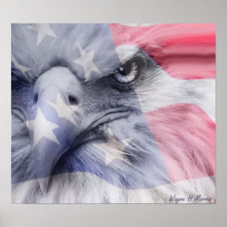 Póster Águila americana