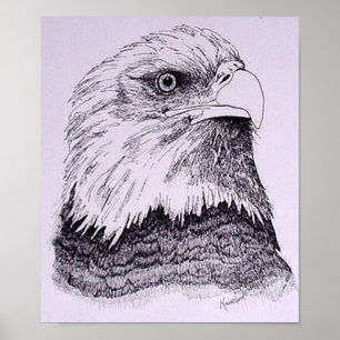 Póster Águila americana