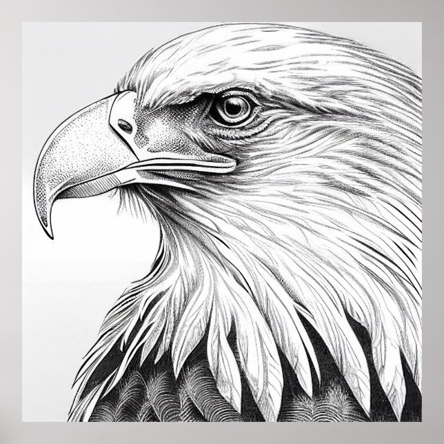 Póster Águila Ave Naturaleza silvestre Ilustracion animal (Frente)