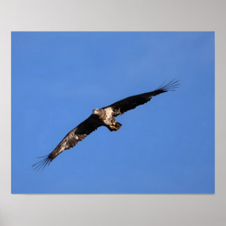 Póster ¡Águila bebé!