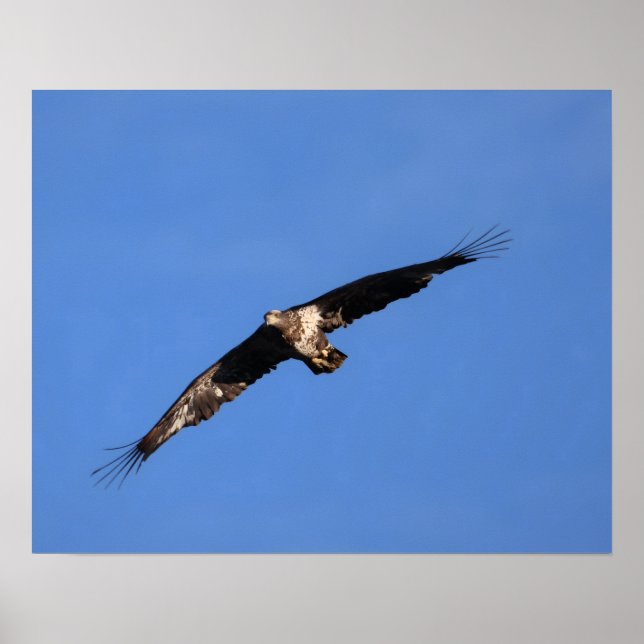 Póster ¡Águila bebé! (Frente)