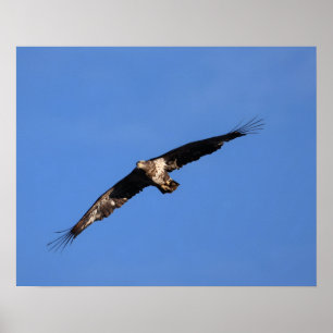 Póster ¡Águila Bebé de Sur Jersey!