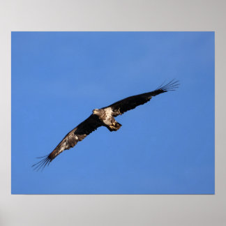 Póster ¡Águila Bebé de Sur Jersey!