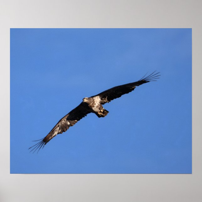 Póster ¡Águila Bebé de Sur Jersey! (Frente)
