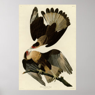 Póster Águila brasileña de Caracara, aves auduónicas de A
