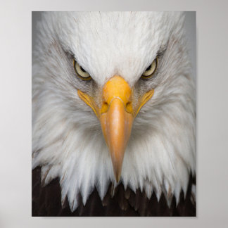 Póster Águila calva