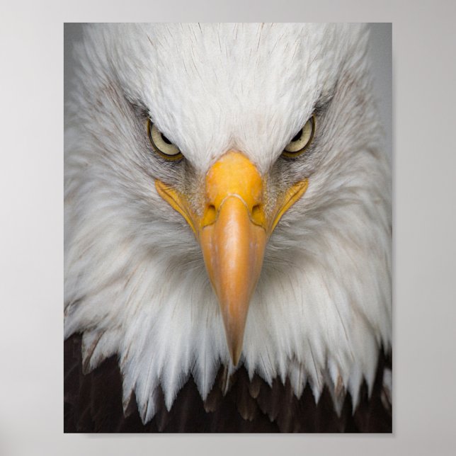 Póster Águila calva (Frente)