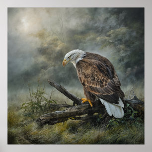 Póster Águila calva 1