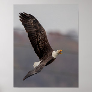 Póster Águila calva 11x14