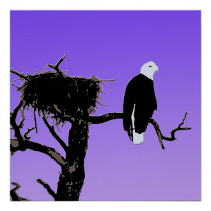 Póster Águila calva al atardecer - Original Arte de Vida 