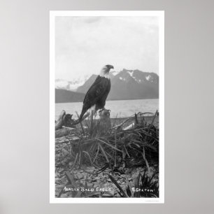 Póster Águila calva Alaska 1920
