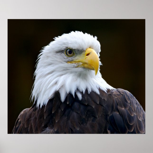 Póster Águila calva americana (Frente)