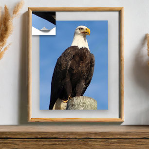 Póster Águila calva americana