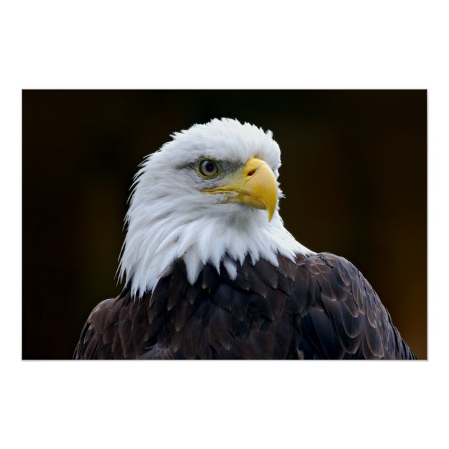 Póster Águila calva americana (Anverso)
