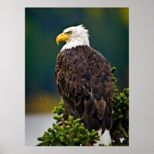 Póster Águila Calva Americana Posada