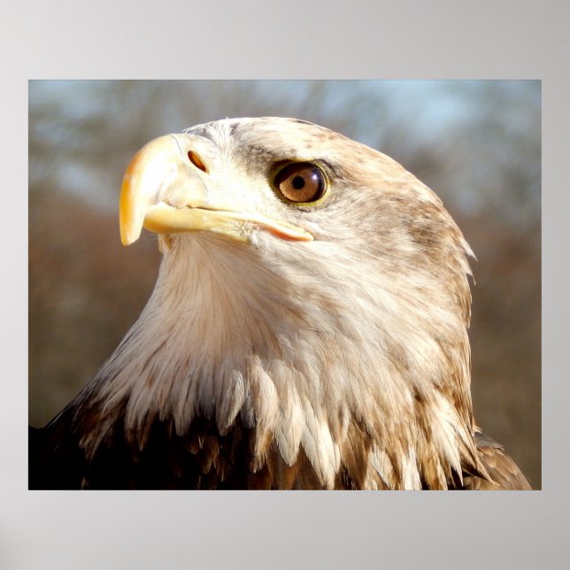 Póster Águila Calva Americana Primer Plano (Frente)