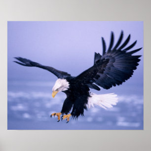 Póster Águila Calva Aterrizando con Alas Extendidas en un