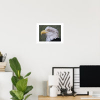 Águila Calva de Cabeza Blanca Fotográfica