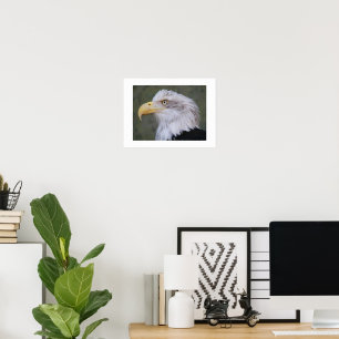 Póster Águila Calva de Cabeza Blanca Fotográfica