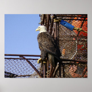 Póster Águila calva en cunas apiladas